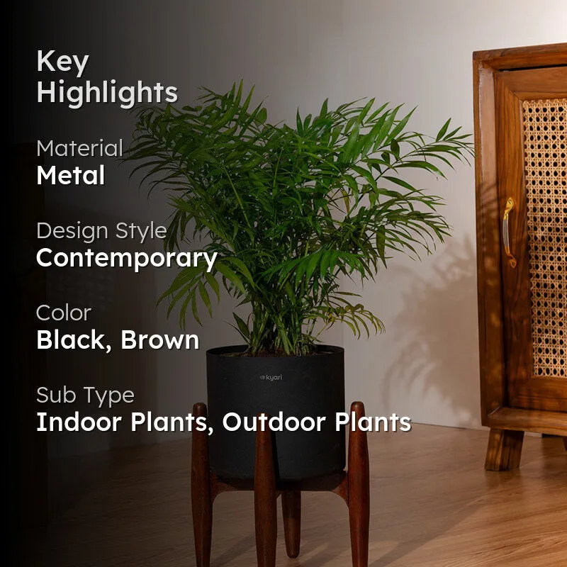 Kyari Areca Palm Plant With Metal Self Watering Pot (Black) media 2