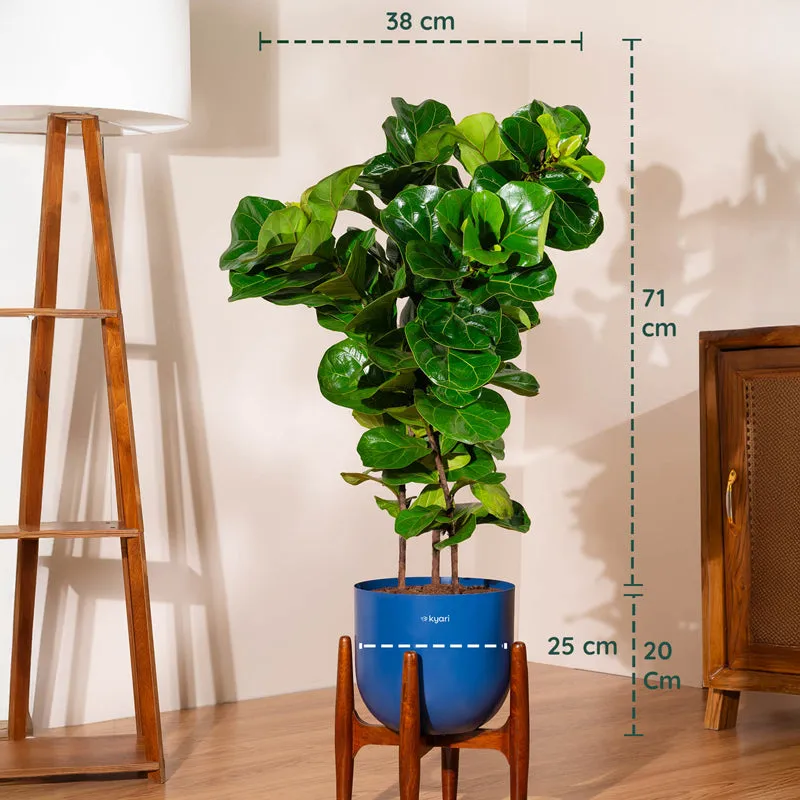 Kyari Bambino Plant With Metal Self Watering Pot (Blue) - 2.4 Feet media 5