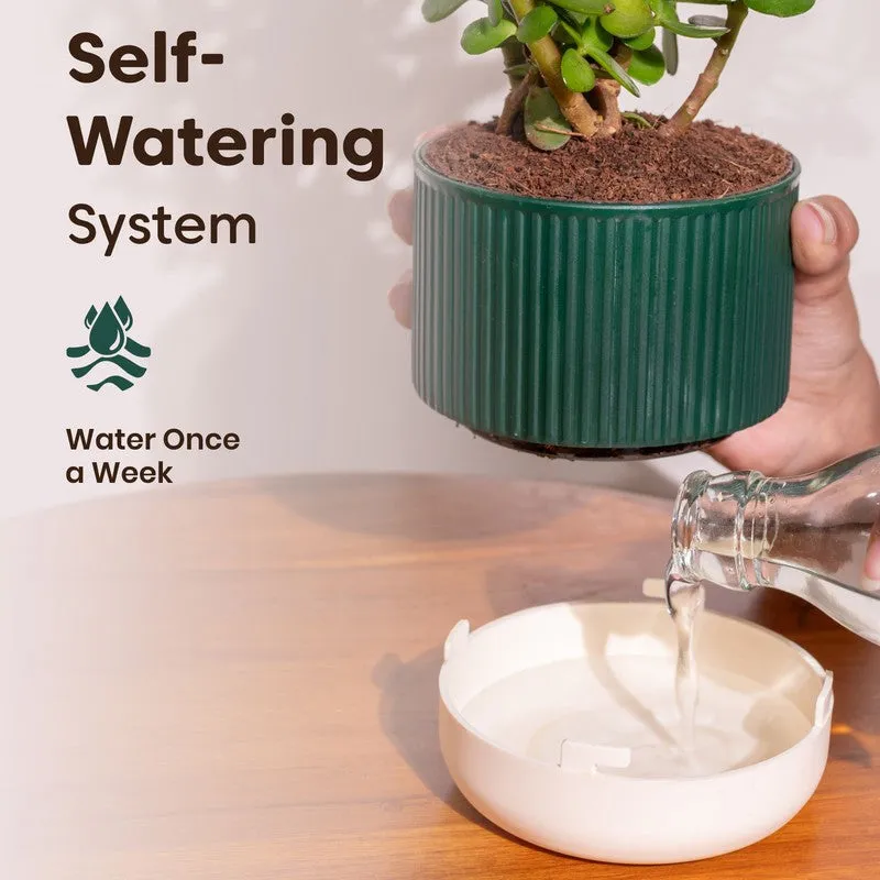 Kyari Song Of India Plant with Self Watering Pot - Green - 3