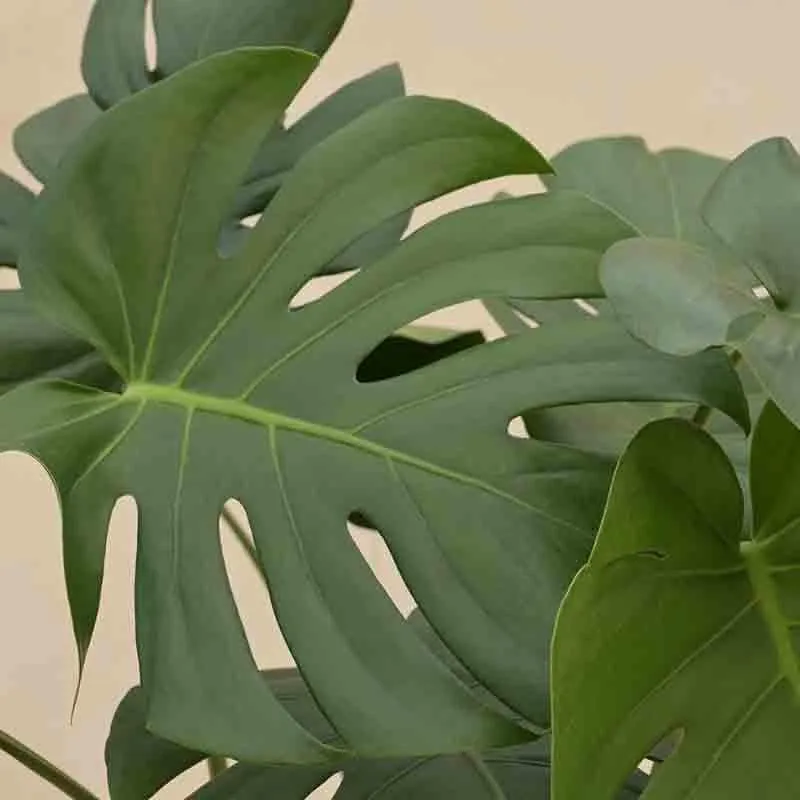 Ugaoo Monstera Deliciosa Plant - 3.1 ft media 3