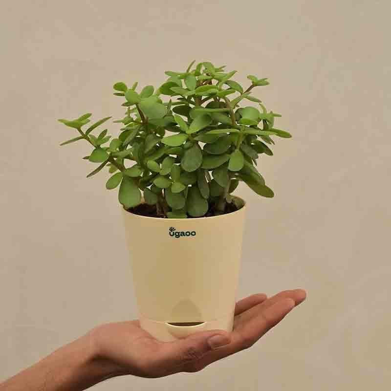 Live Plants