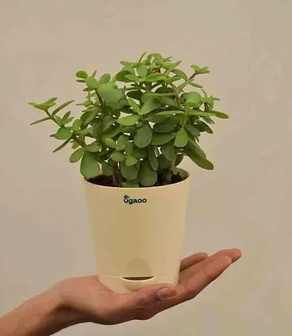 Live Plants