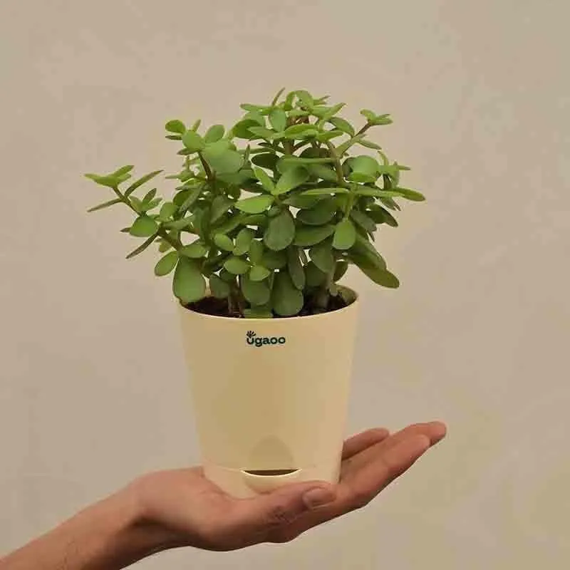 Ugaoo Jade Mini Plant- Medium media 1