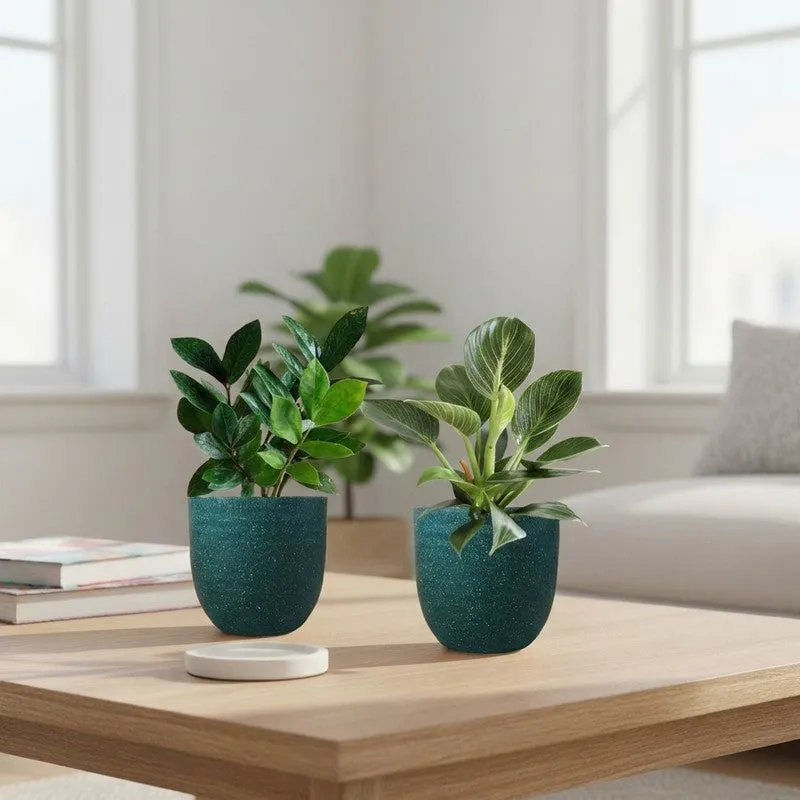 Greenkin ZZ & Birkin Live Plants (Green) - Set Of Two media 1