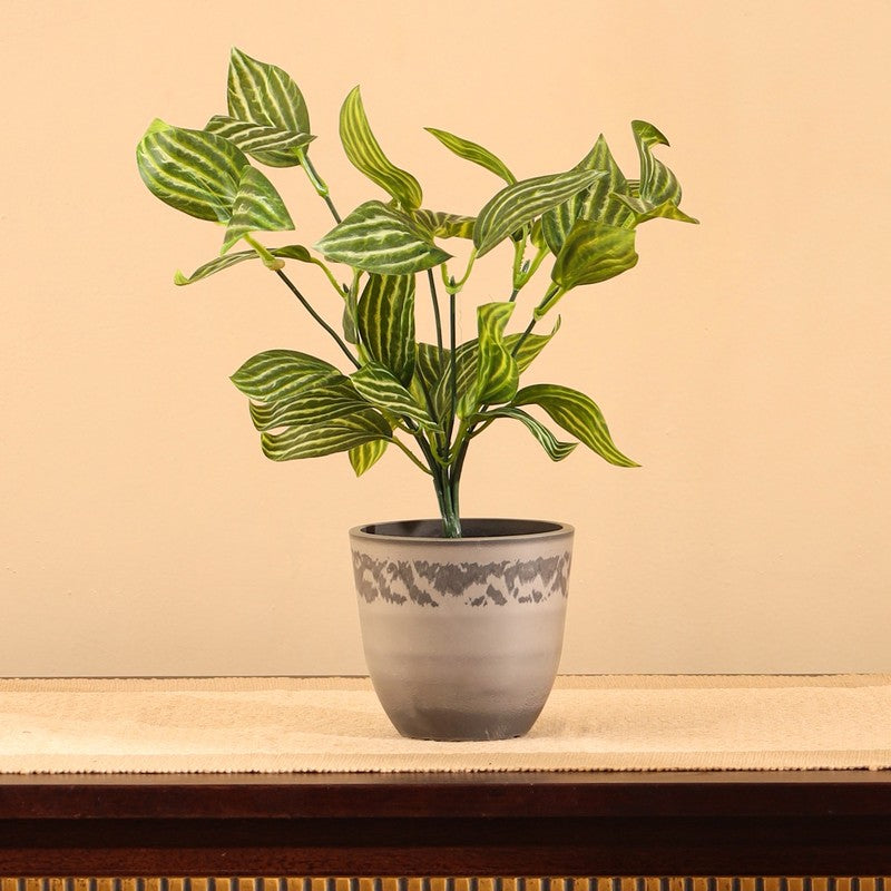 Artificial Fittonia Plant With Black Plastic Pot (0.8 Ft) - Set Of Two