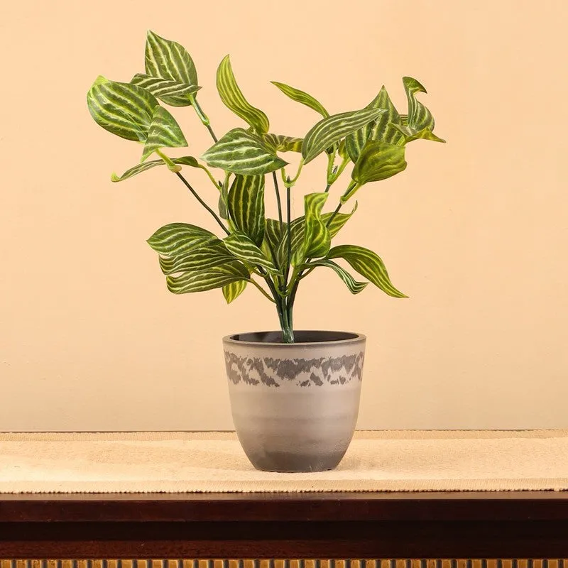 Artificial Fittonia Plant With Black Plastic Pot (0.8 Ft) - Set Of Two media 1