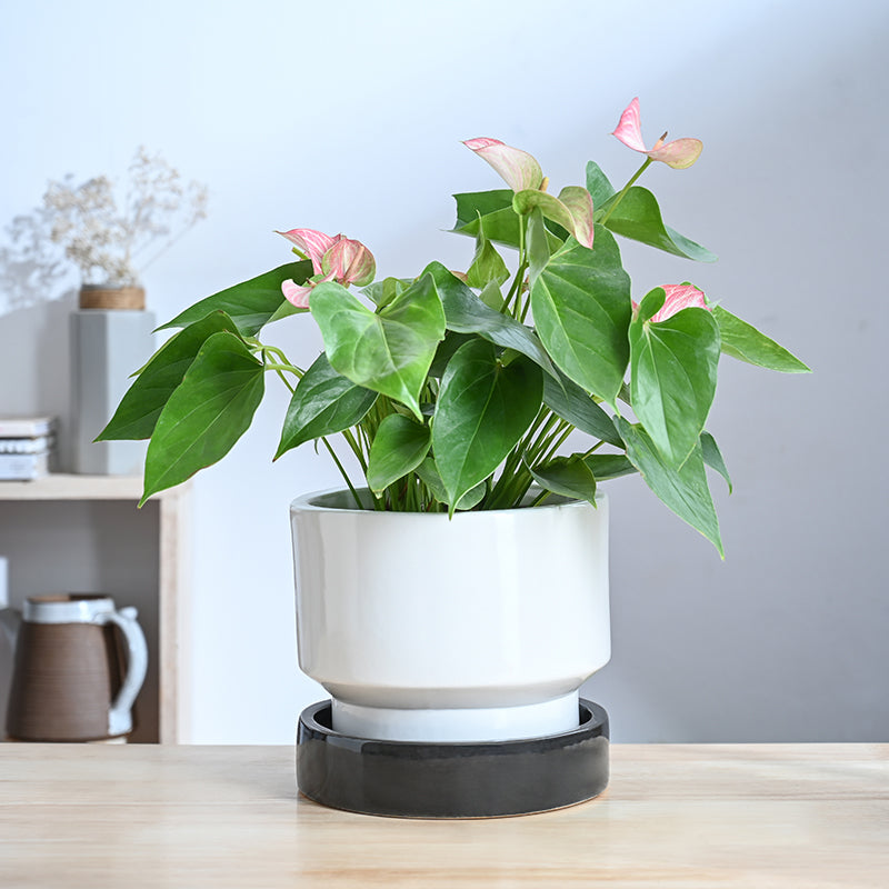 Ugaoo Pot-fection Ceramic Planter - White & Dark Grey media 3