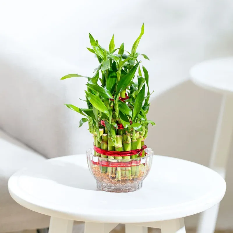 Ugaoo Lucky Bamboo Plant - 3 Layer media 1