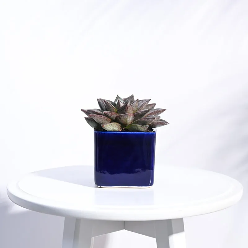 Ugaoo Square Blue Ceramic Pot media 3