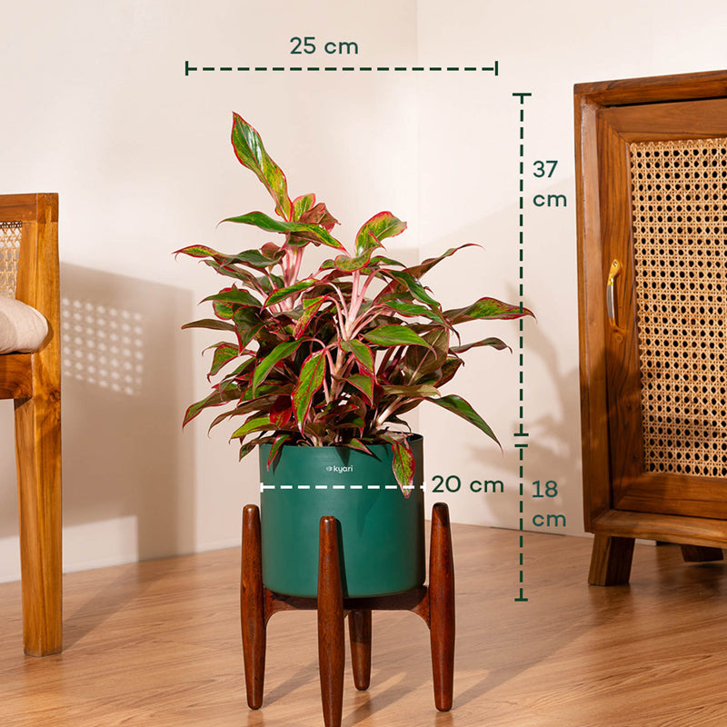 Kyari Agalonema Lipstick Plant With Metal Self Watering Pot (Green) - 1. 6 Feet media 5