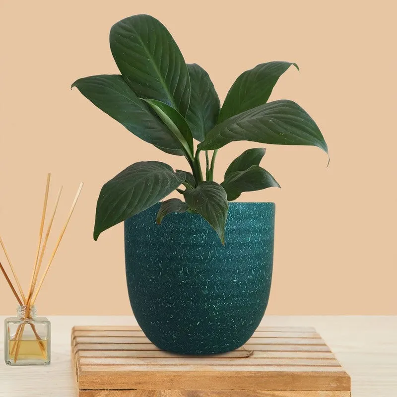 Greenkin Peace Lily Live Plant - Green media 3