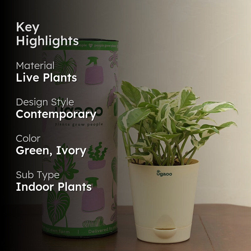 Ugaoo Money Plant N'Joy media 2