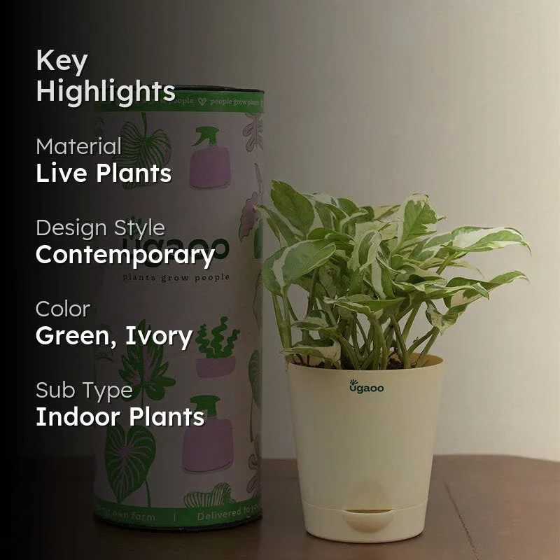 Ugaoo Money Plant N'Joy media 2