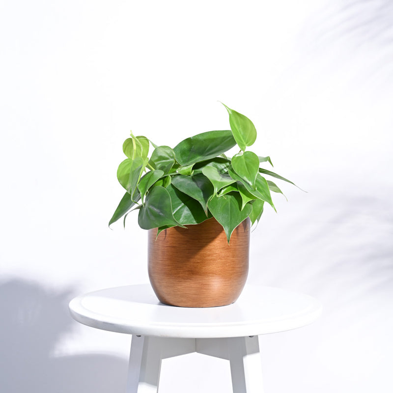 UGAOO Planter Ball Retro- Gold media 3