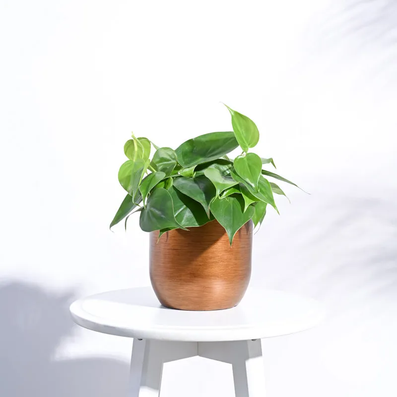 UGAOO Planter Ball Retro- Gold media 3