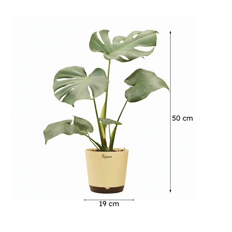 Ugaoo Monstera Deliciosa Plant media 7
