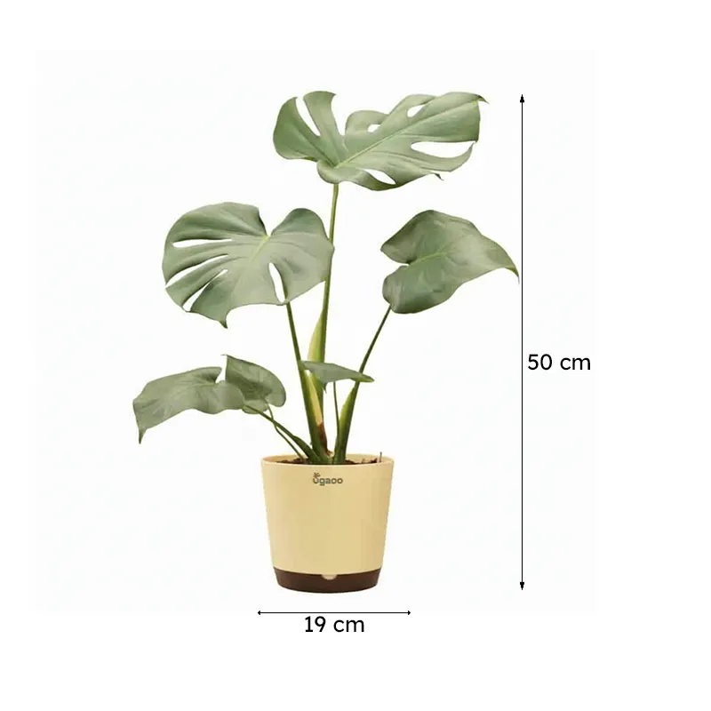 Ugaoo Monstera Deliciosa Plant media 7