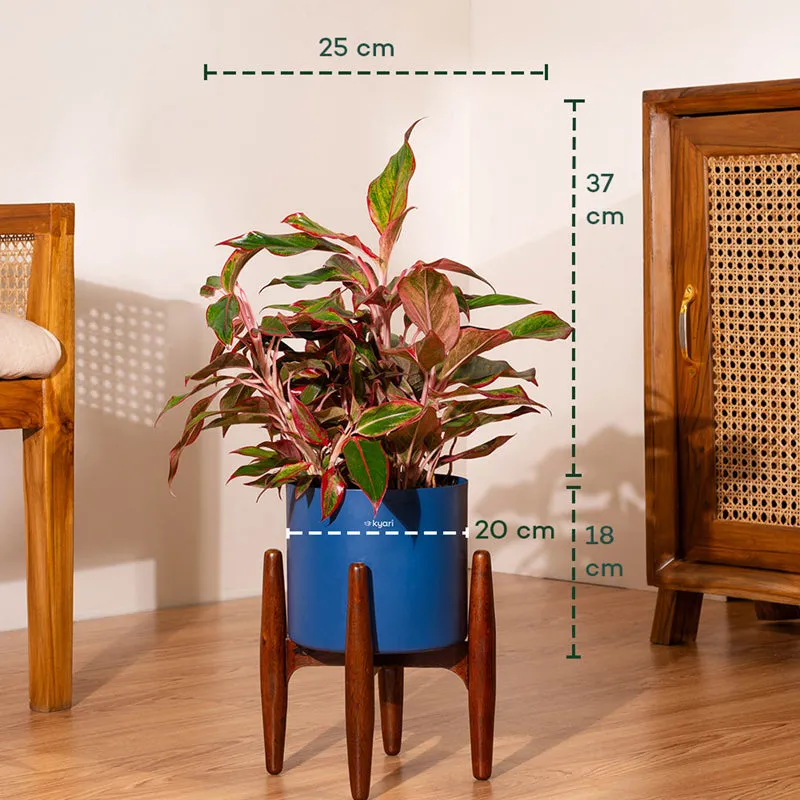 Kyari Agalonema Lipstick Plant With Metal Self Watering Pot (Blue) - 2 Feet media 5