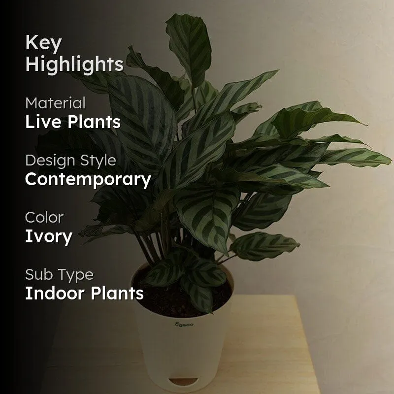 Ugaoo Calathea Freddie Natural Live Indoor Plant - Medium media 2