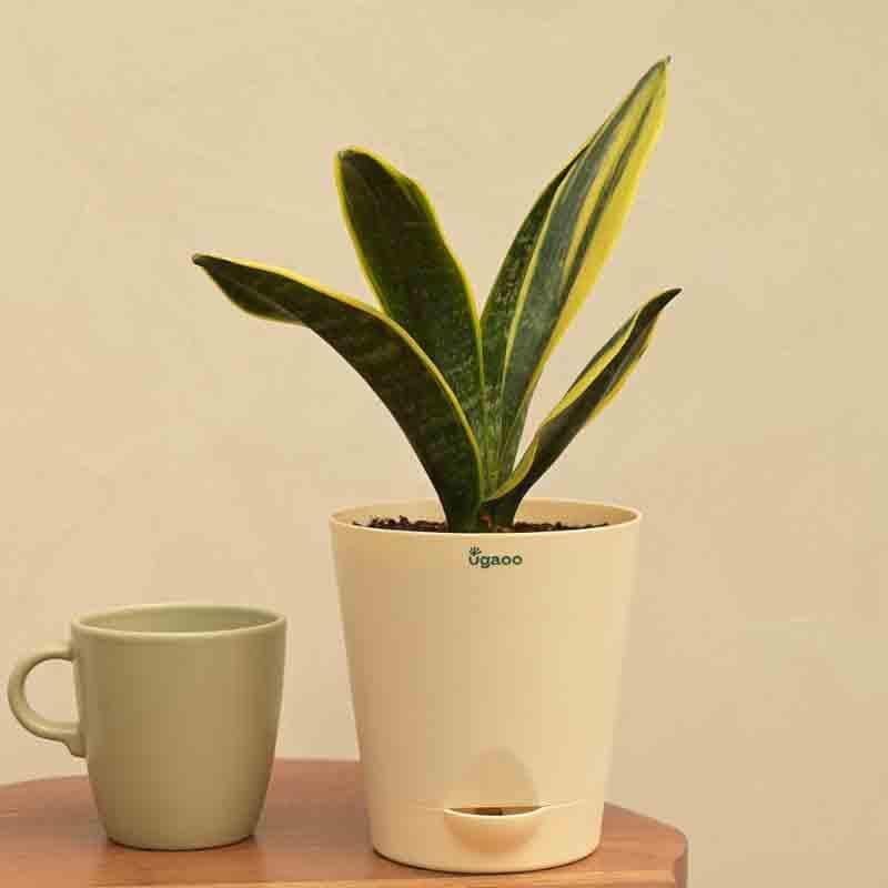 Ugaoo Sansevieria Gold Flame Snake Plant media 5