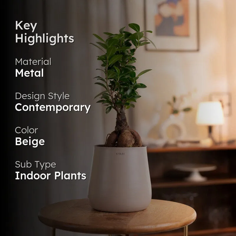 Kyari Ficus Microcarpa Bonsai With Self Watering Metal Pot - Beige media 2