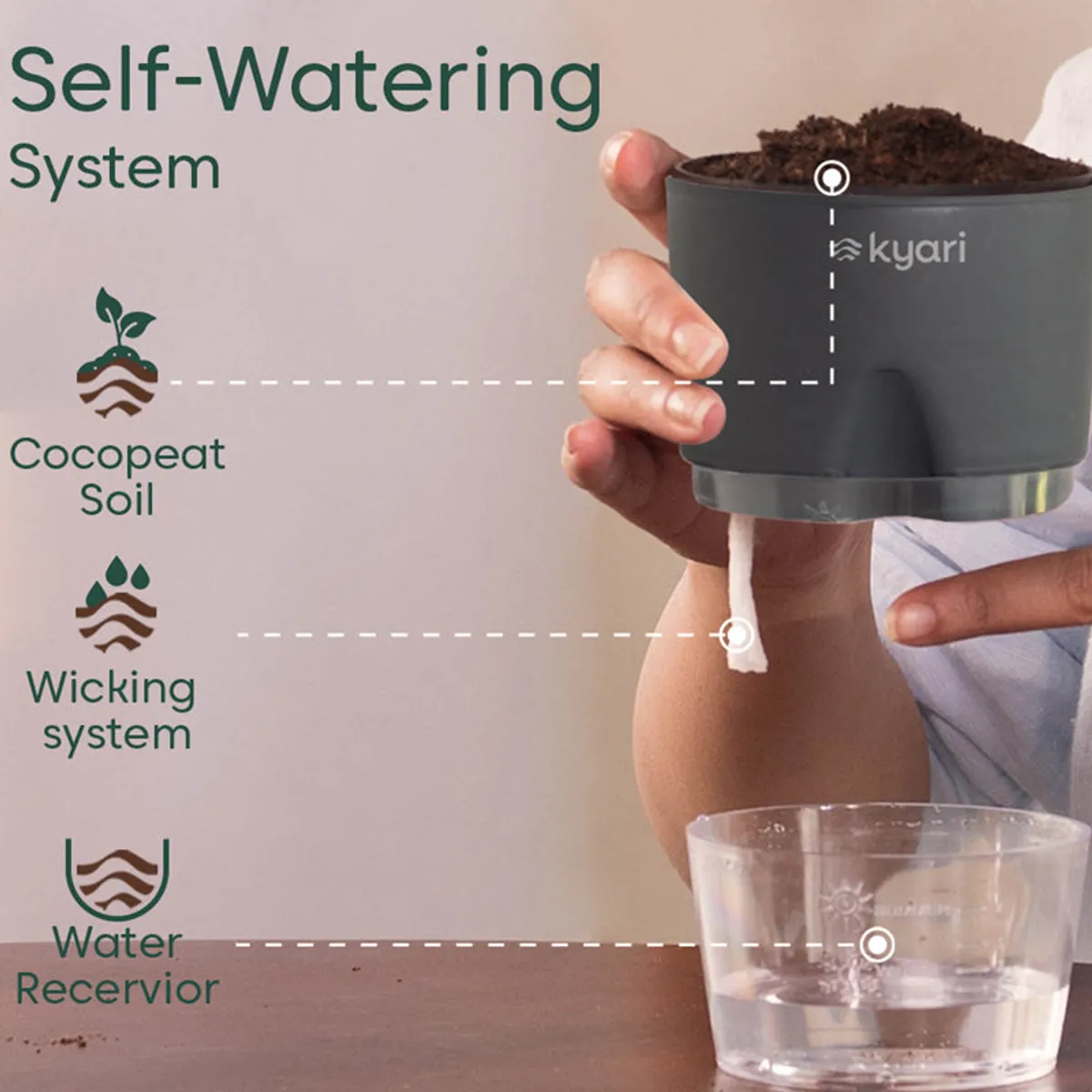 Rhoeo tricolor self-watering pot shown with its water reservoir system