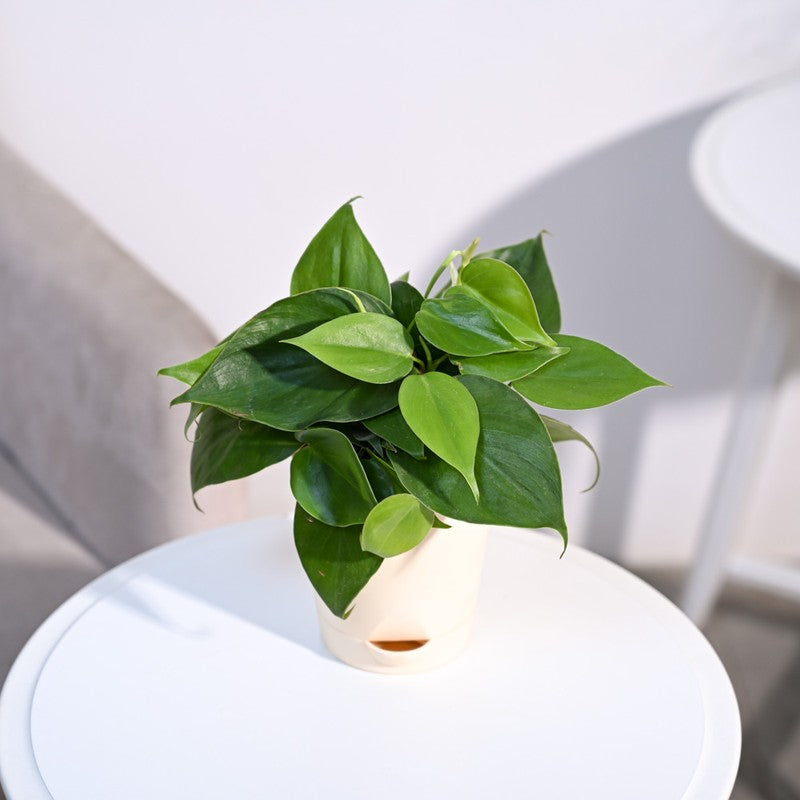 Ugaoo Philodendron Oxycardium Green Plant media 4