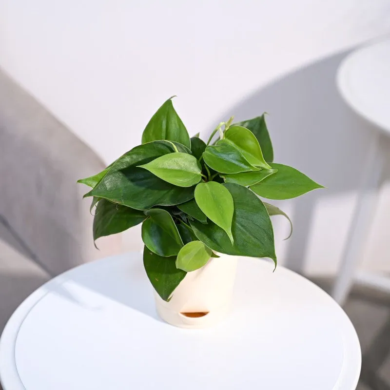 Ugaoo Philodendron Oxycardium Green Plant media 4