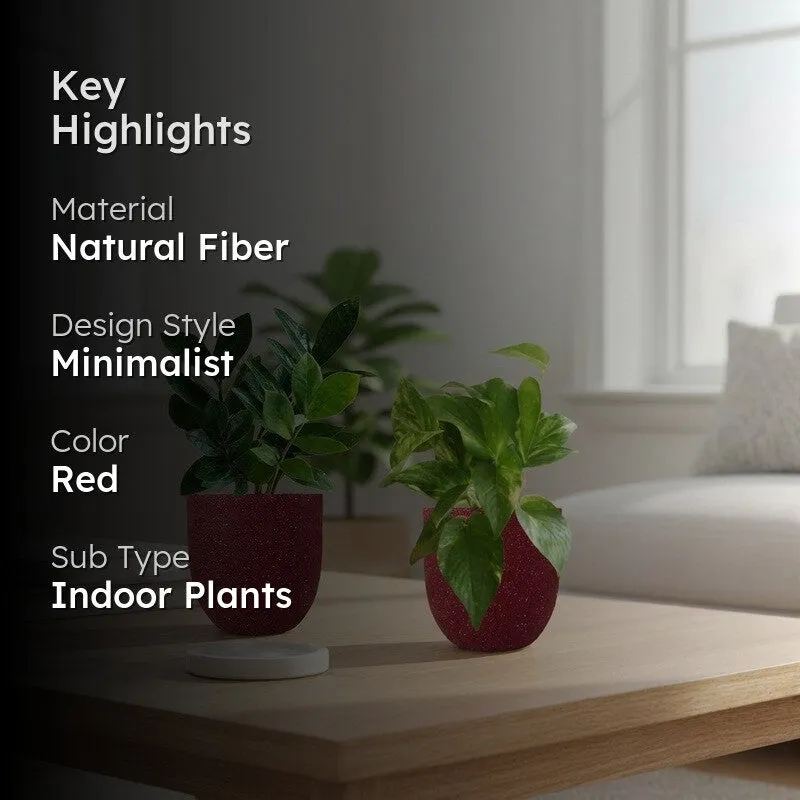 Greenkin ZZ & Gold King Live Plants (Red) - Set Of Two media 2