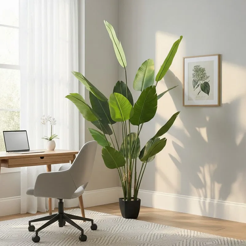 Virella Banana Leaf Palm Plant With Black Plastic Pot - 7.2 ft media 4