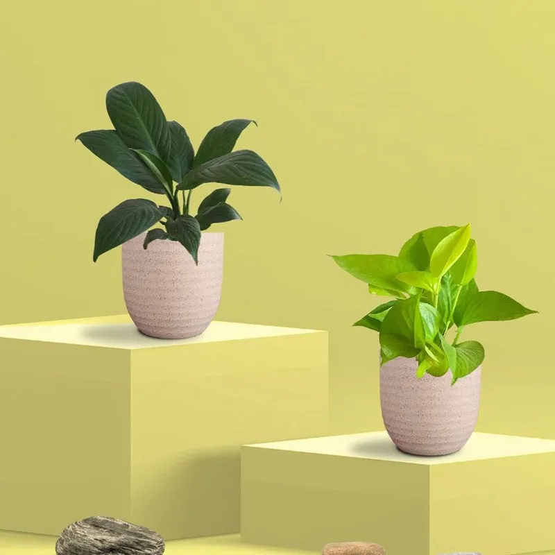 Greenkin Lily & Golden Pothos Live Plants (Ivory) - Set Of Two media 3