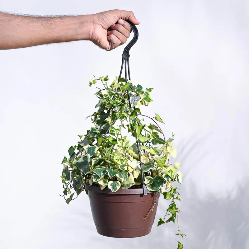 Ugaoo English Ivy Variegated In Hanging Planter media 1