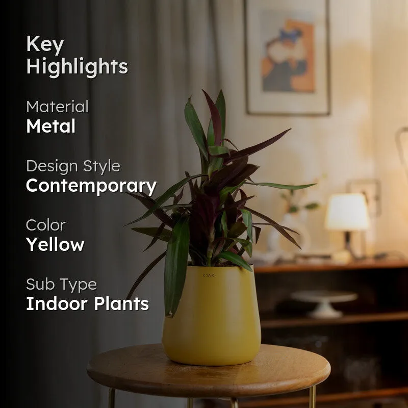 Kyari Oyster Plant With Metal Self Watering Pot - Yellow media 2