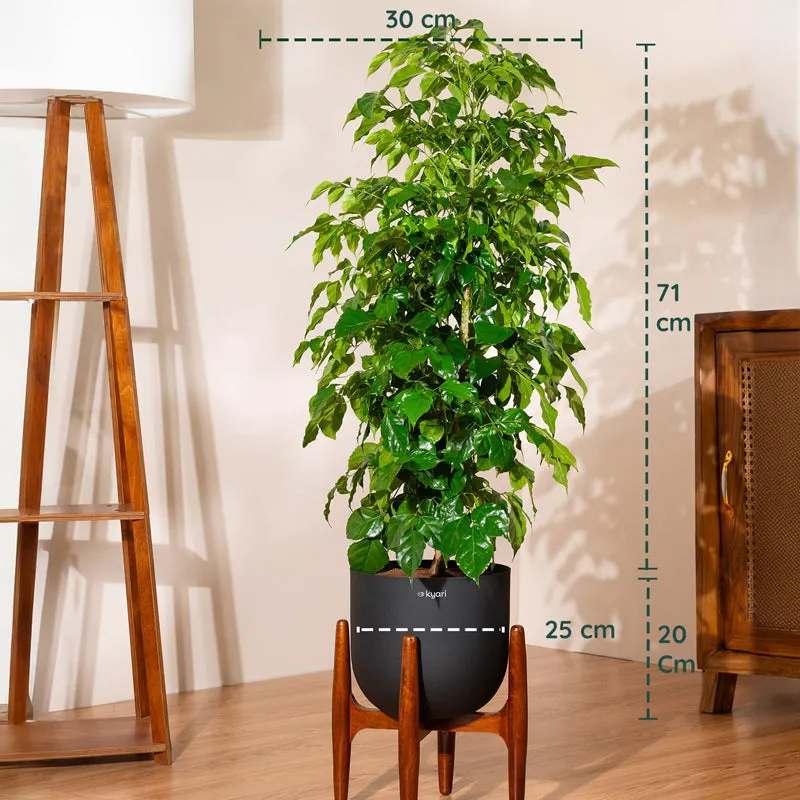 Kyari China Doll Plant With Metal Self Watering Pot (Black) - 3 Feet media 5