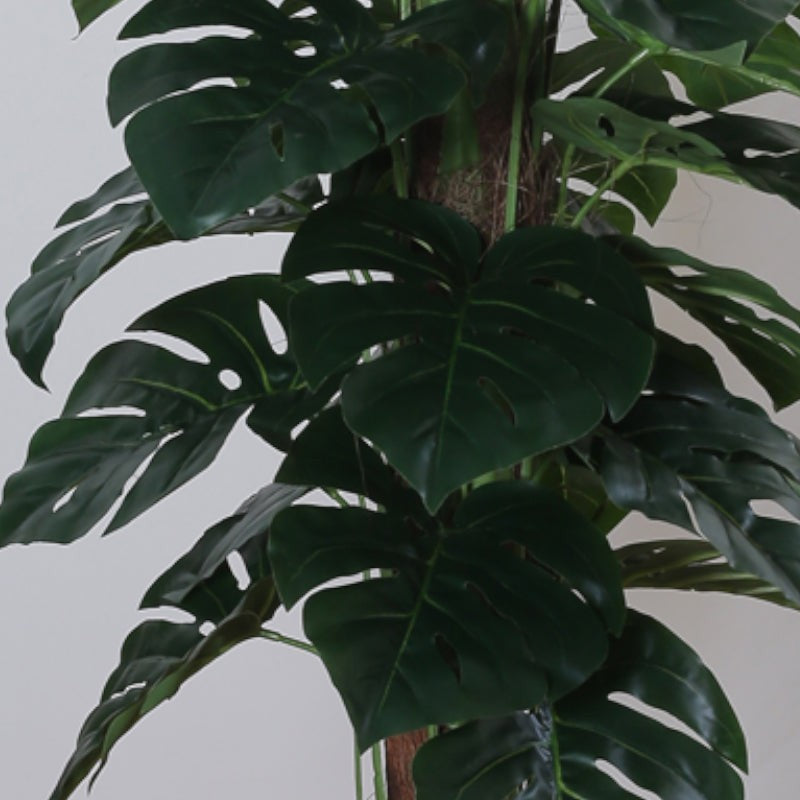 Faux Pola Monstera Plant With Black Plastic Pot - 2.95 ft media 4