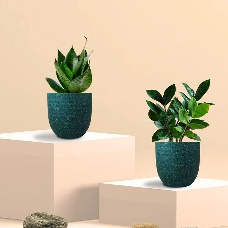 Greenkin ZZ & Snake Live Plants (Green) - Set Of Two media 3
