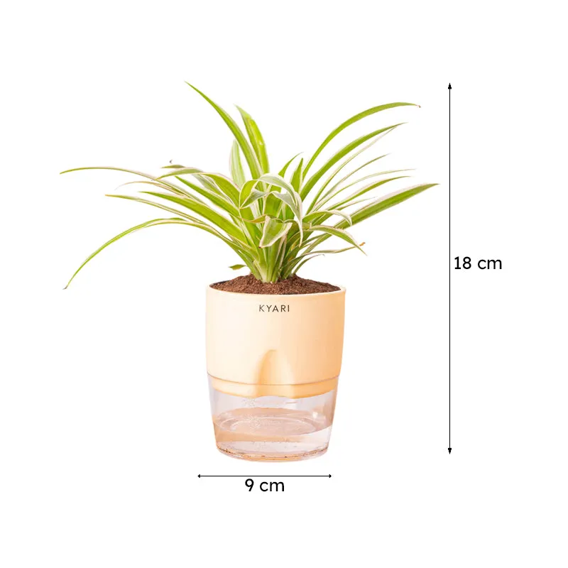 Kyari Spider Plant With Self Watering Pot (Cream) - 18 cm media 8