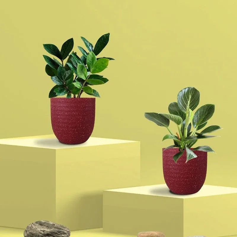 Greenkin ZZ & Birkin Live Plants (Red) - Set Of Two media 3