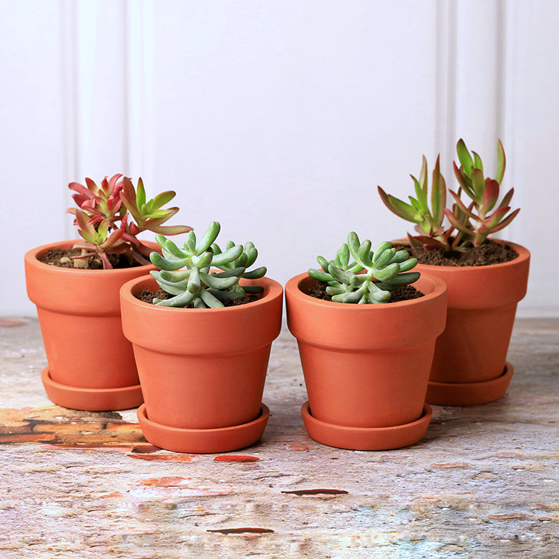 Rusticana Terracotta Planter - Set Of Four media 2