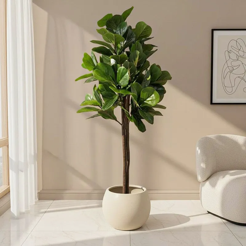 Tropella Fiddle Fig Plant With Black Plastic Pot - 3.9 ft media 1