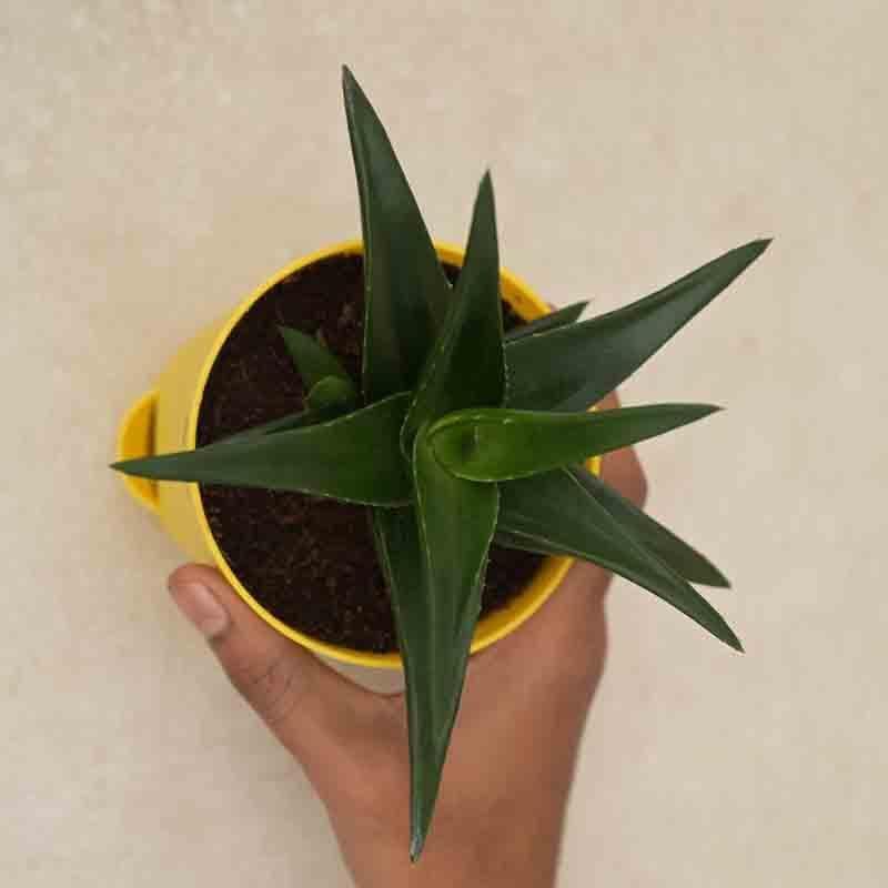 Ugaoo Aloe Vera Mini Plant media 4
