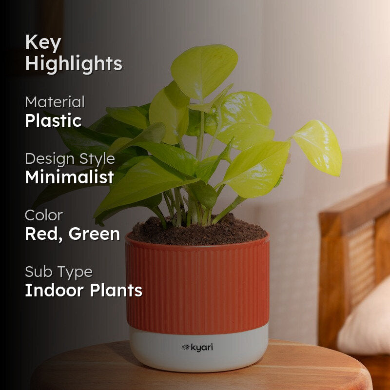 Kyari Variegated Money Plant with Self Watering Pot - Red media 2