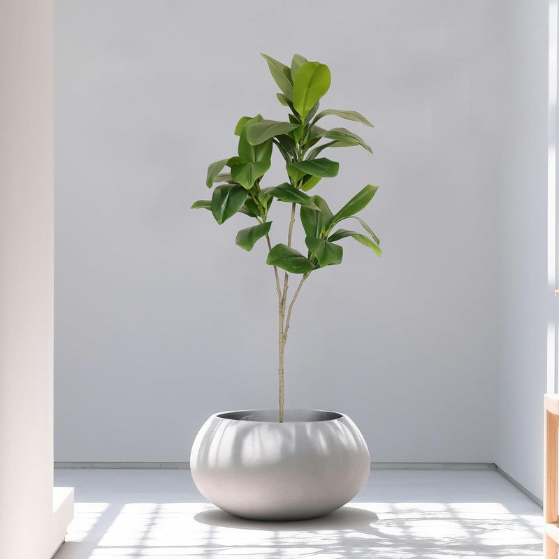 Bloomora Artificial Fiddle Fig Plant With Black Plastic Pot - 3.1 Feet media 4
