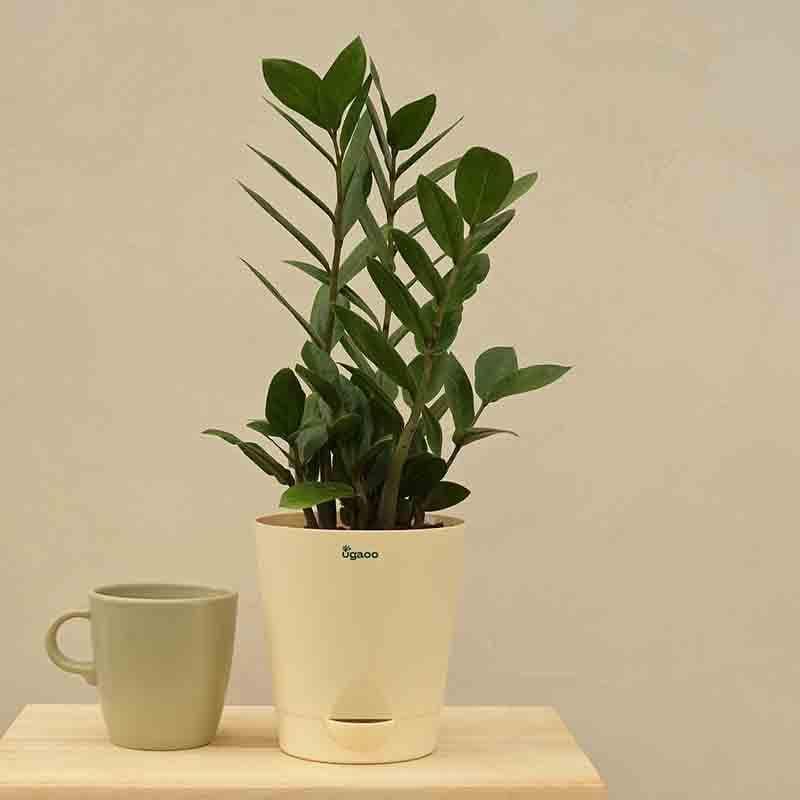Live Plants