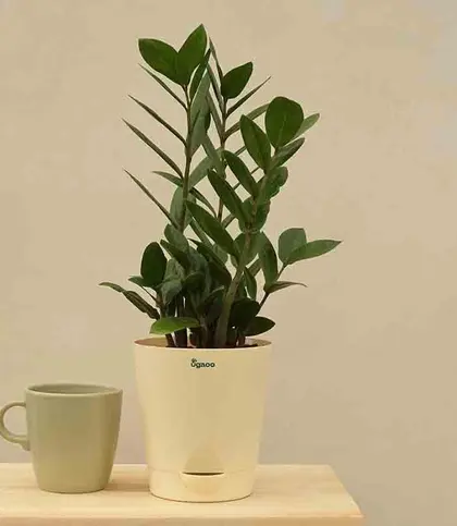 Live Plants