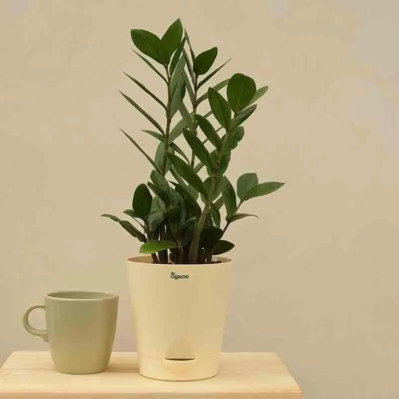 Ugaoo ZZ Plant - Big media 1