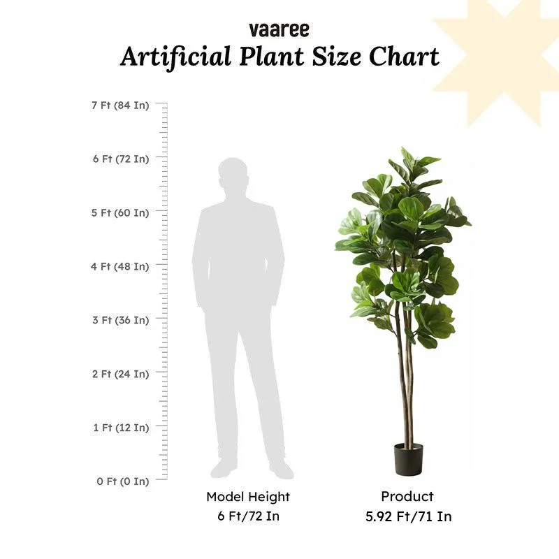 Tropella Fiddle Fig Plant Wit Pot - 5.9 ft media 6