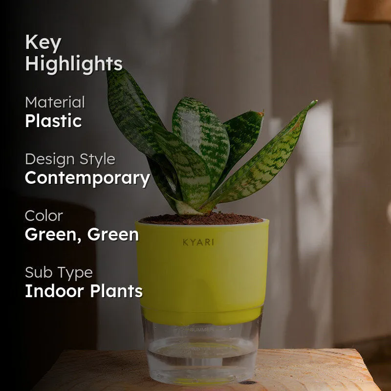 Kyari Sansevieria Snake Plant With Self Watering Pot (Green) - 18 cm media 2