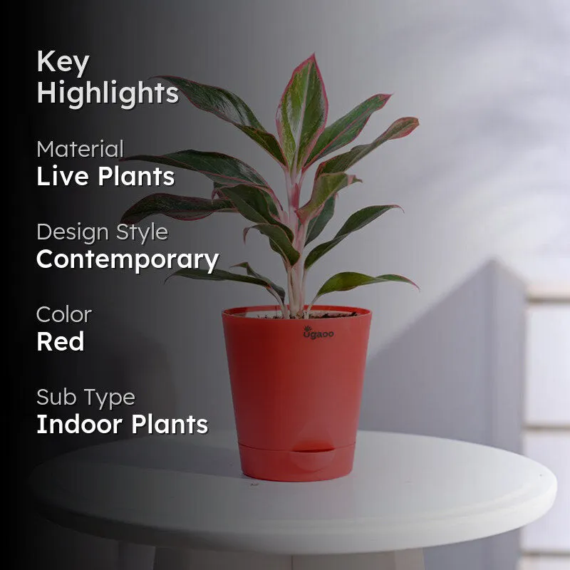 Ugaoo Aglaonema Red Plant - 30cm media 2