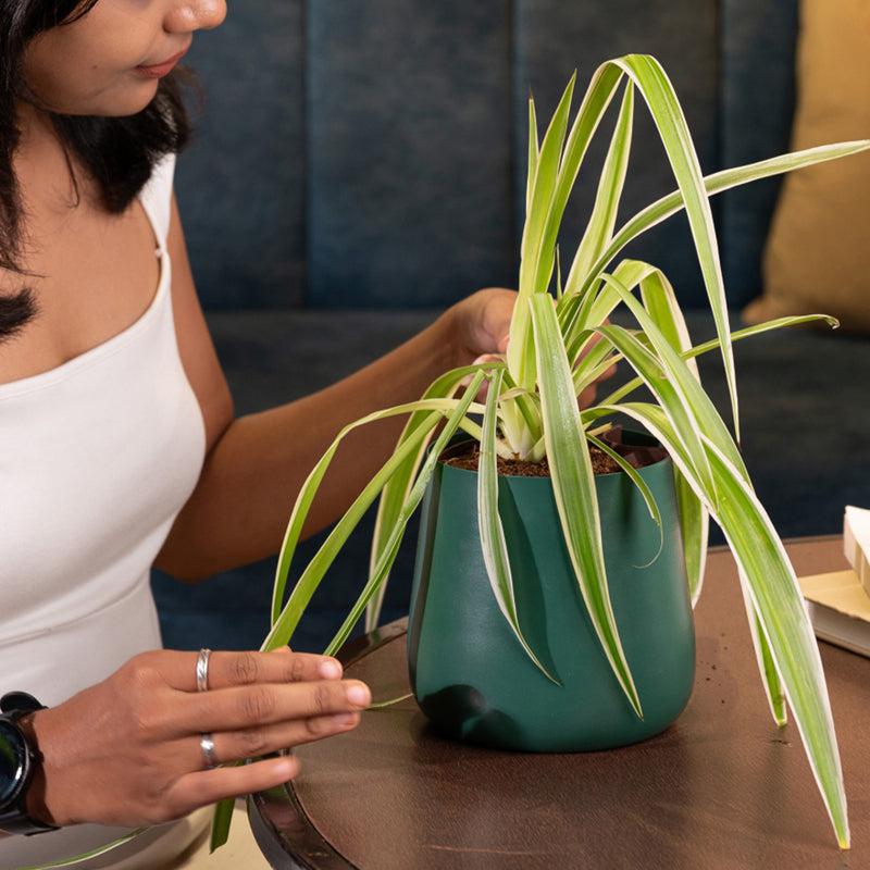 Kyari Spider Plant With Metal Self Watering Pot - Green media 4